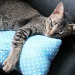抱き枕で快眠「疲労」による汗からの強烈な刺激臭を解決